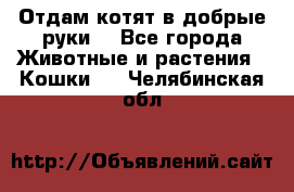 Отдам котят в добрые руки. - Все города Животные и растения » Кошки   . Челябинская обл.